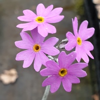 Primula stricta